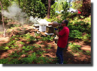 Smoker
Being used as it would have during the early days of beekeeping